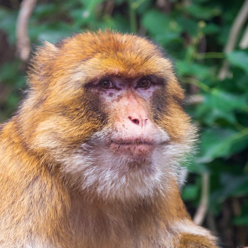 Macaque de Barbarie - De Zonnegloed - Refuge pour animaux